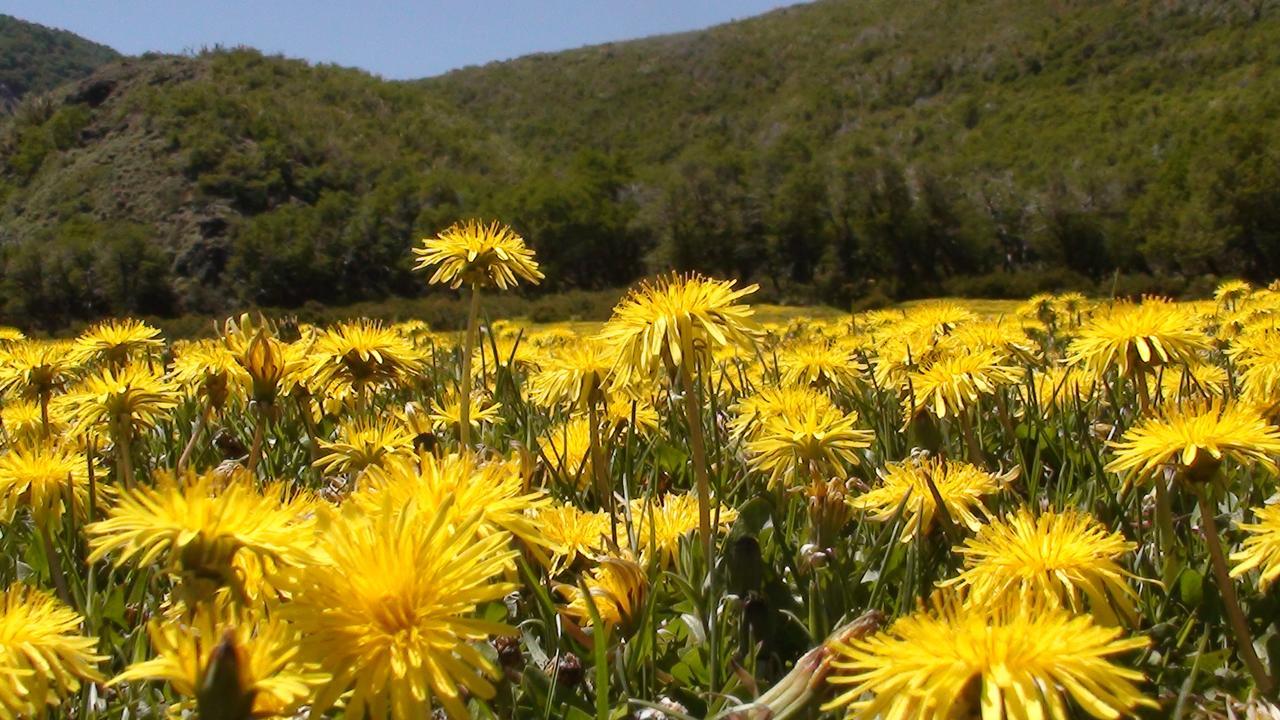 Вилла Valle Del Carrileufu Чолила Экстерьер фото